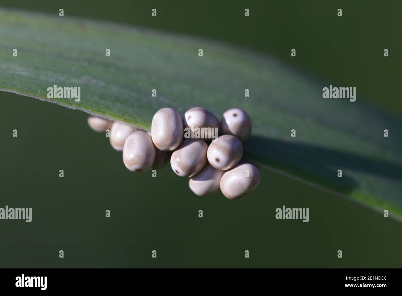 Oeufs de Macrothylacia rubi, la teigne du renard Banque D'Images