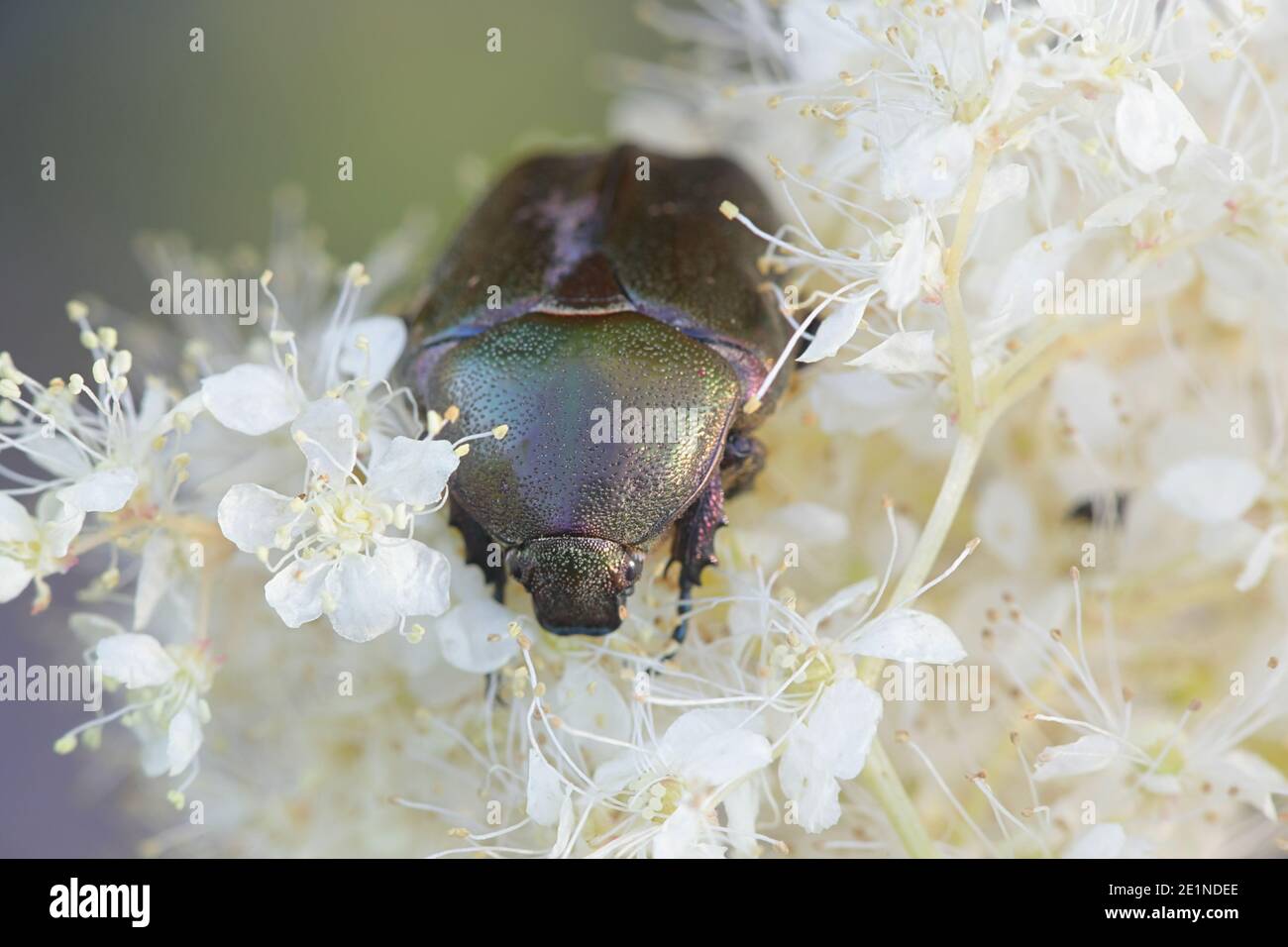 Un chaserer de roses ou un chaserer de roses vertes, Cetonia aurata, se nourrissant sur Meadowsweet, Filipendula ulmaria Banque D'Images