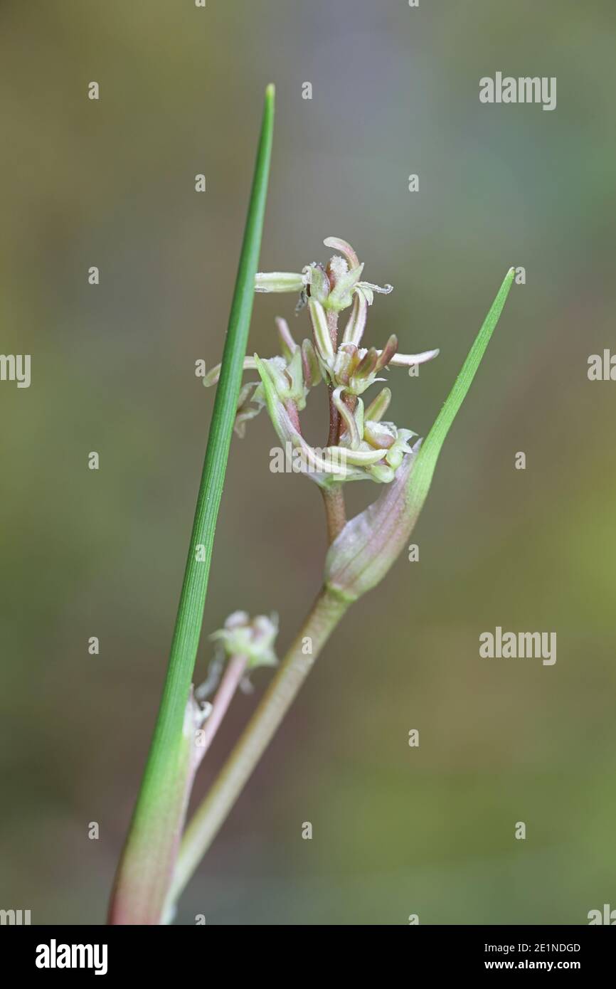 Scheuchzeria palustris, connu sous le nom de Rannoch-Rush, Pod Grass ou Rannoch Rush, plante de tourbière sauvage de Finlande Banque D'Images