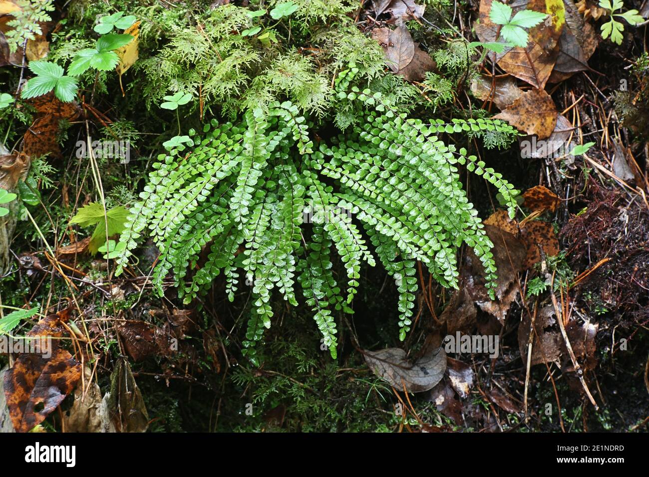 Asplenium trichomanes, connu sous le nom de maidenhair spléenwort, plante sauvage de Finlande Banque D'Images