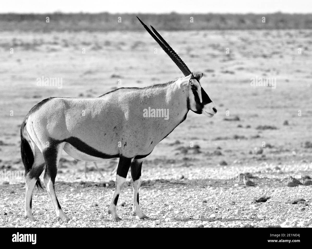 Gemsbok Oryx debout sur les plaines sèches du parc national d'Etosha, Namibie Banque D'Images