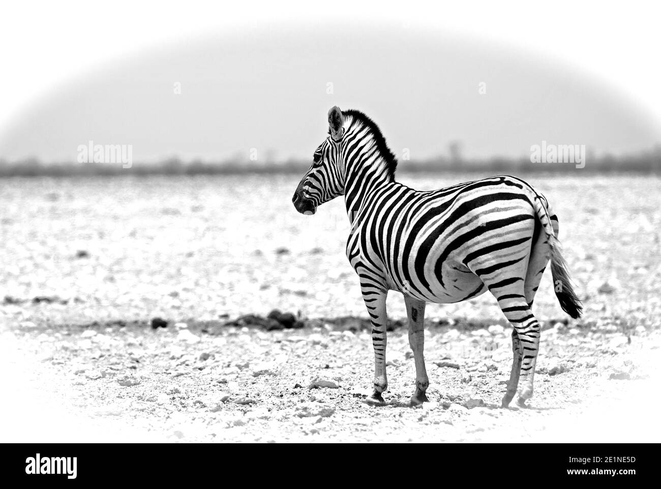 Commune de Burchell Zebra debout sur la baron sèche Etosha Pan En Namibie Banque D'Images