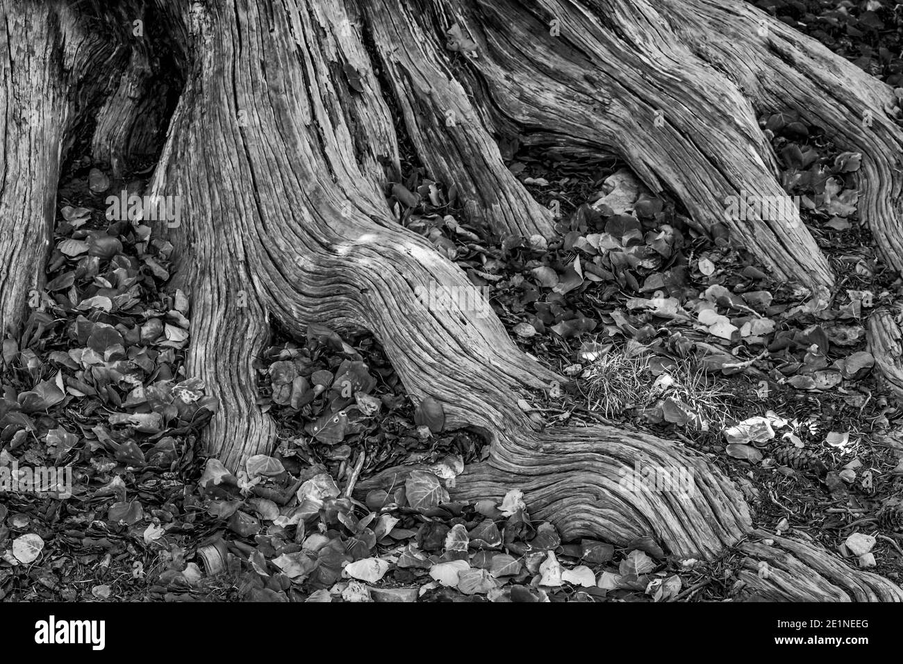 L'arbre de conifères est enraciné dans la forêt le long du début de la piste Wheeler Peak Summit Trail dans le parc national de Great Basin, Nevada, États-Unis Banque D'Images