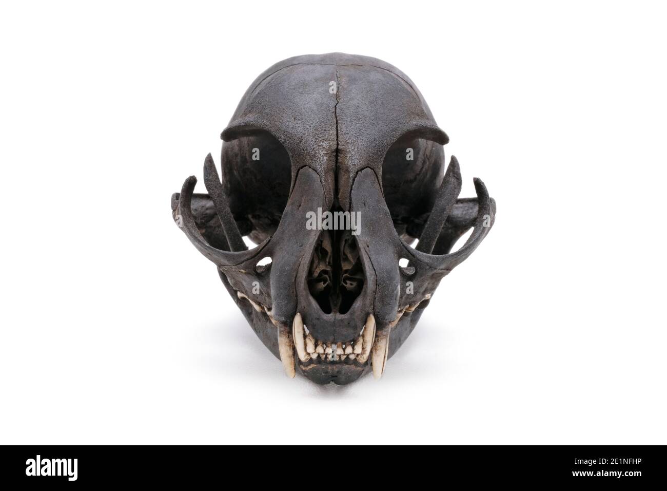 Gros plan d'un grin de crâne de chat isolé sur un fond blanc. Banque D'Images