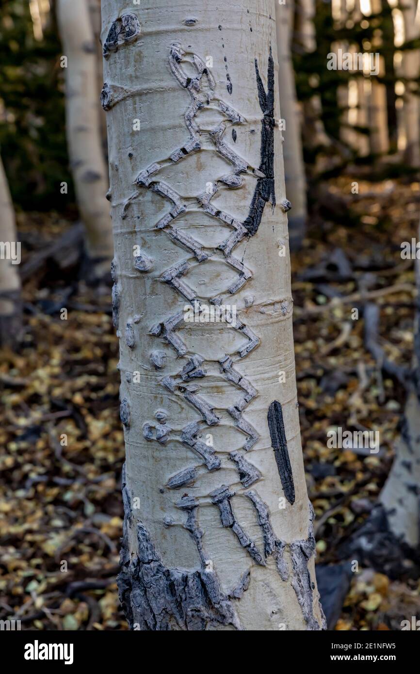 Quaking Aspen, Populus tremuloides, avec des tatouages le long du début de Wheeler Peak Summit Trail dans le parc national de Great Basin, Nevada, Etats-Unis Banque D'Images