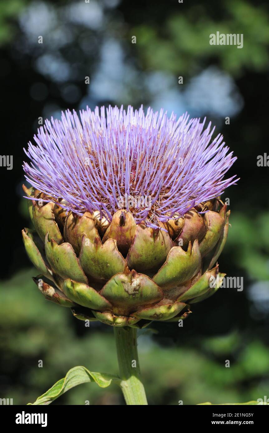 La tête en fleur d'un globe Artichaut ou d'un artichaut français ou d'un artichaut vert est un type de thistle.grown comme aliment. (Cynara scolymus) Banque D'Images