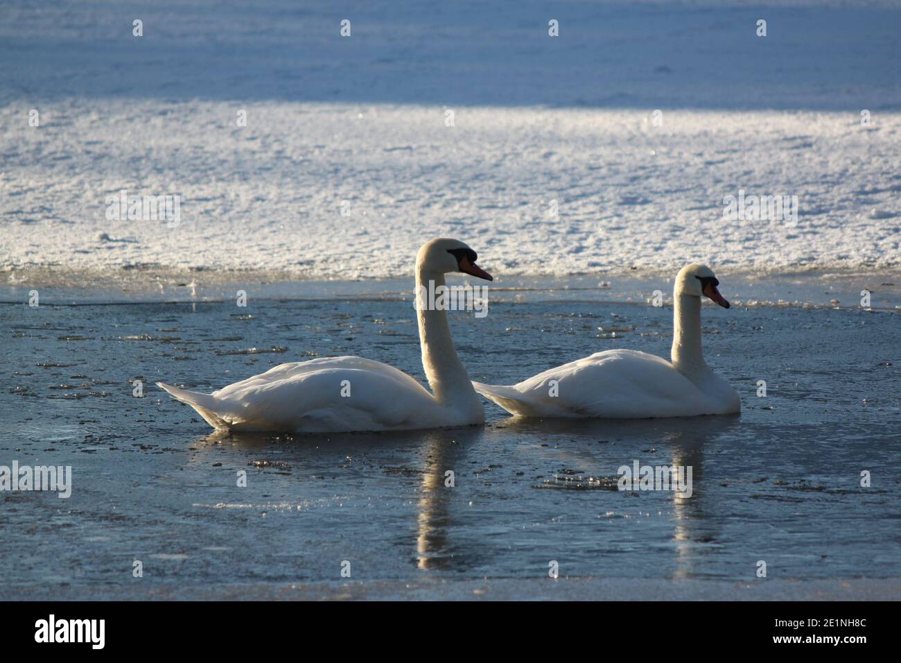 Deux cygnes blancs nageant dans un lac d'hiver. Paysages d'hiver, parcs d'hiver en Écosse. Faune et hiver. Banque D'Images