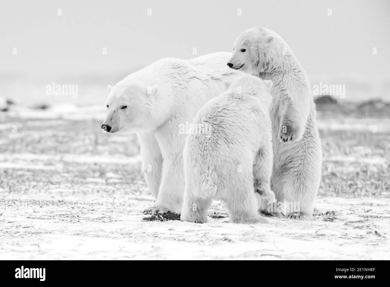 Ours polaire (Ursus maritimus) dans le cercle arctique de Kaktovik, en Alaska Banque D'Images