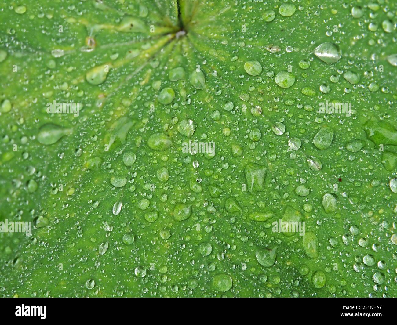Gouttelettes d'eau maintenues par des poils doux sur la feuille d'Alchemilla vulgaris, manteau de dame commune (neuf crochets/ pied d'ours/ pied de lion) à Cumbria, Angleterre, Banque D'Images