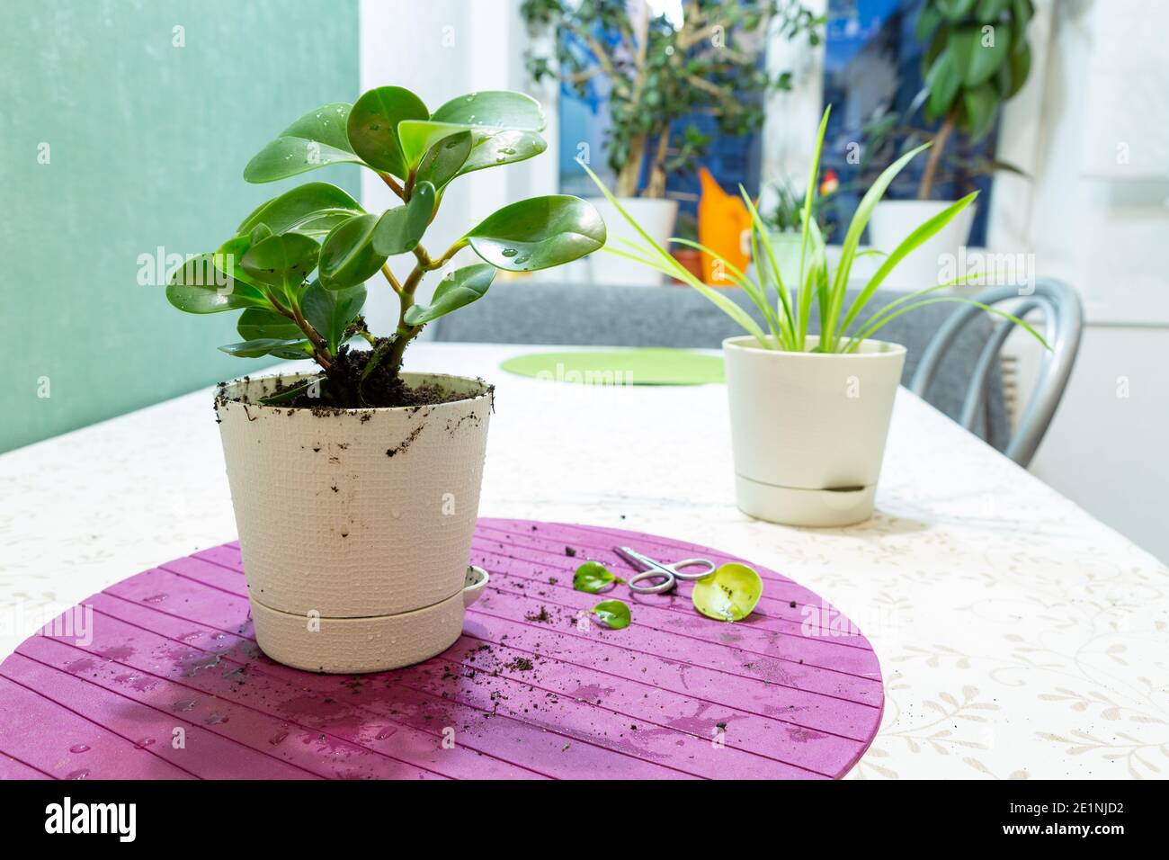 Les plantes de la maison dans des pots blancs sur la table de cuisine. Concept de soin des plantes, transplantation, élagage. Passe-temps. Banque D'Images