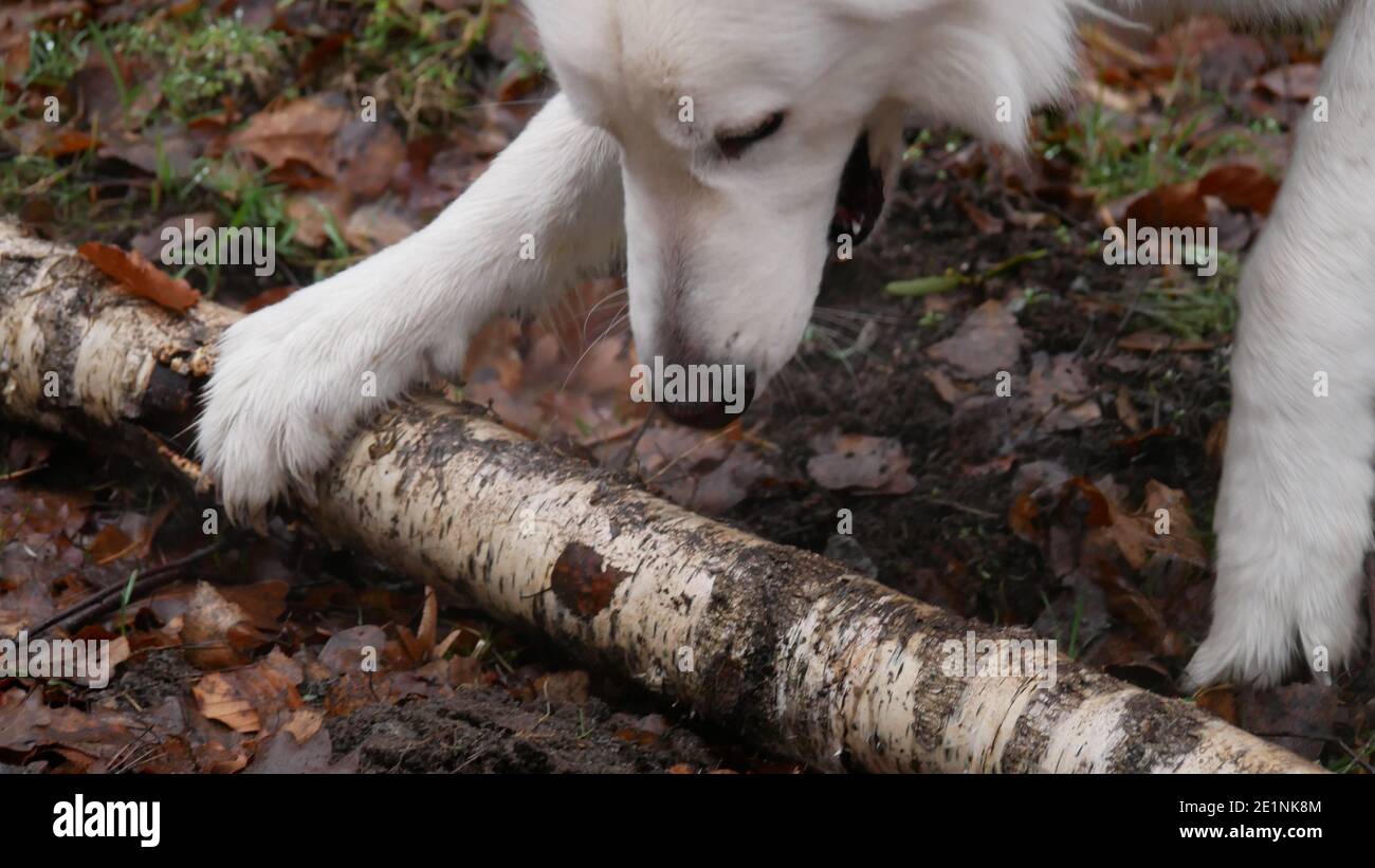 Le Berger allemand blanc joue avec un tronc de bouleau la forêt et aboie avec colère Banque D'Images