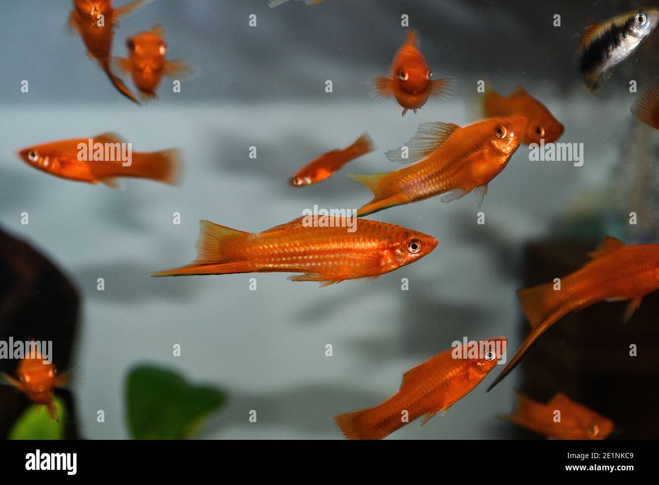 Xiphophorus hellerii (espadon), une espèce de poissons d'eau douce de la famille des Poeciliidae d'ordre Cyprinodontiformes Banque D'Images