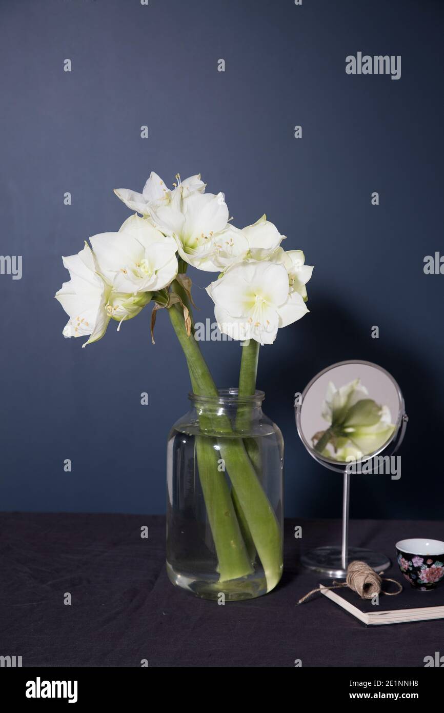 Bouquet d'amaryllis blancs dans un grand vase à côté du mur bleu foncé. Mirow avec réflexion et tasse de thé. Banque D'Images