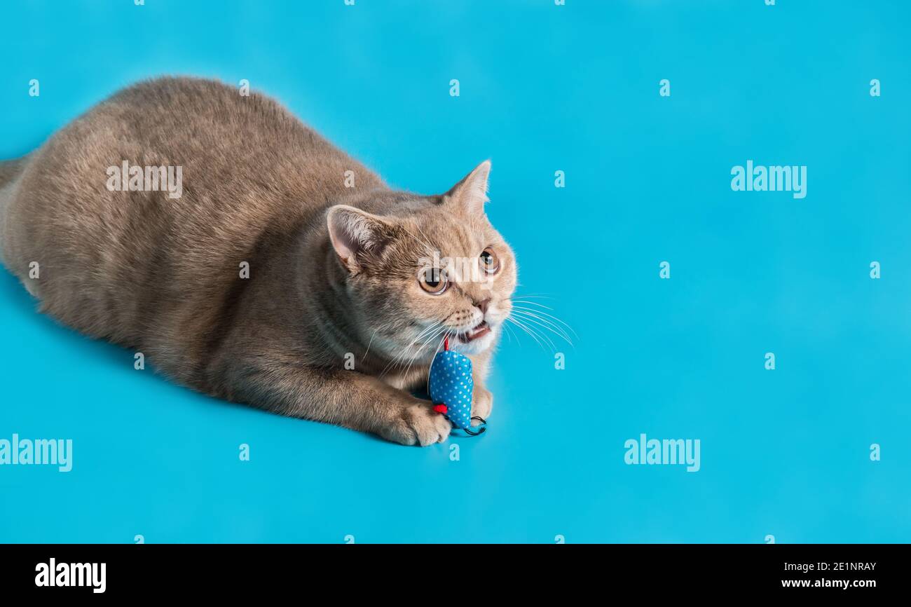 un chat de shorthair britannique de couleur pêche joue avec un jouet de souris de chiffon bleu sur un fond bleu. Recherche de l'espace de copie Banque D'Images