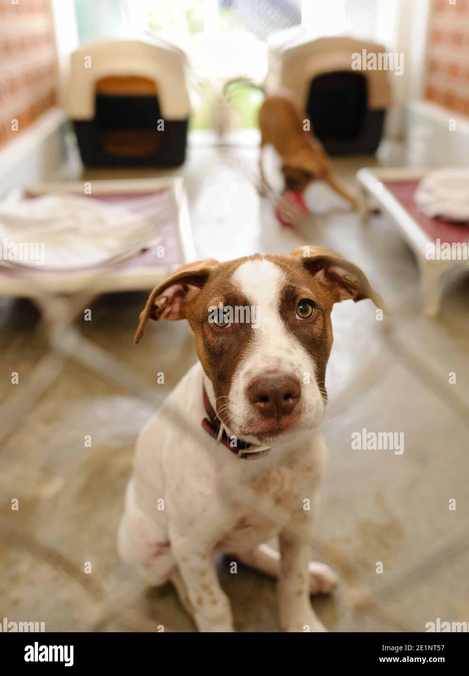 Un chien de refuge dans un refuge d'adoption est triste Par une clôture dans un format d'image vertical Banque D'Images