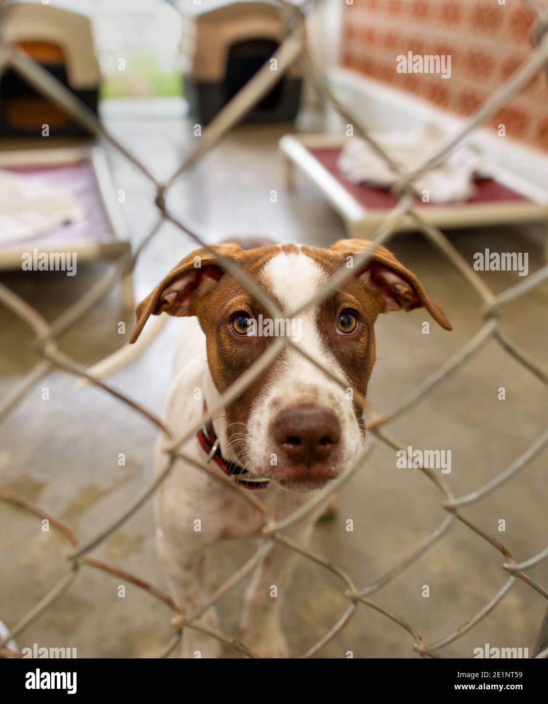 Un chien de refuge dans un refuge d'adoption est triste Par une clôture dans un format d'image vertical Banque D'Images