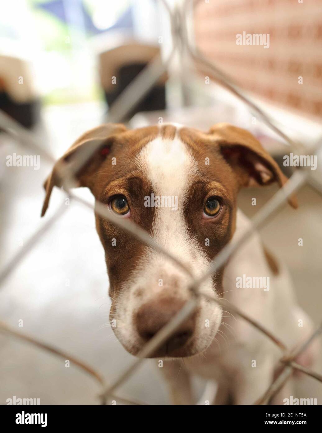Un chien de refuge dans un refuge d'adoption est triste Par une clôture dans un format d'image vertical Banque D'Images