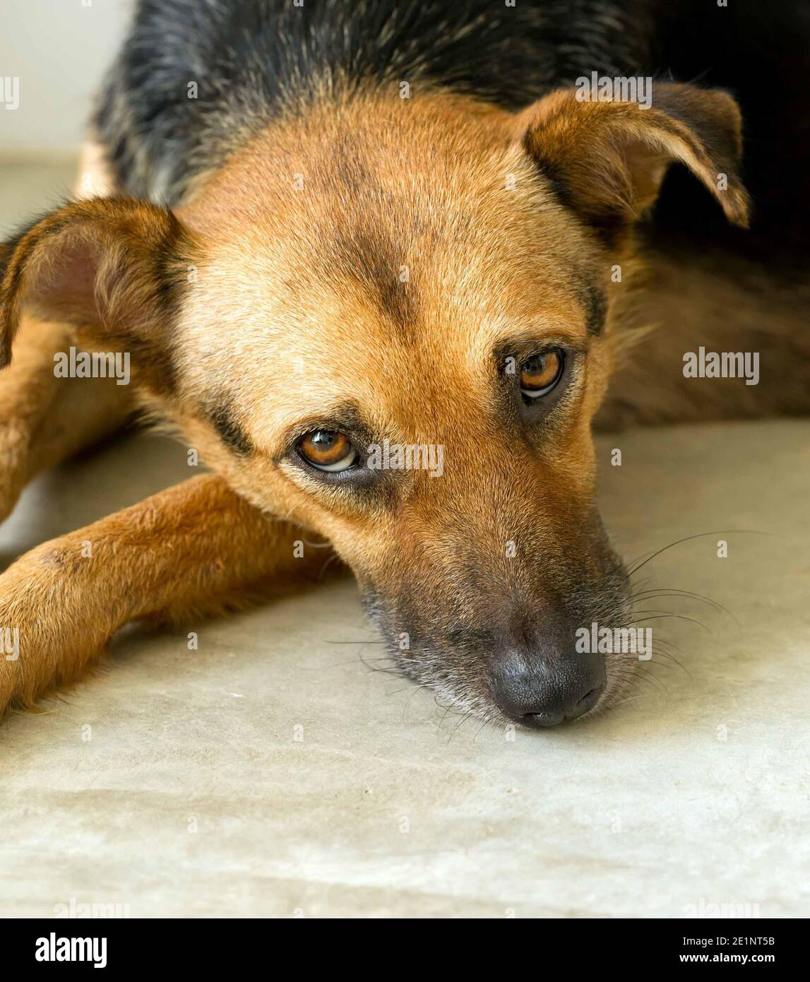 Image verticale d'un chien à abri triste Banque D'Images