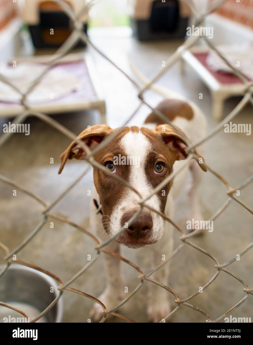 Un chien de refuge dans un refuge d'adoption est triste Par une clôture dans un format d'image vertical Banque D'Images