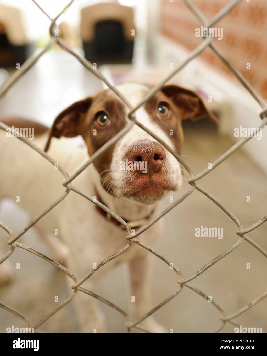 Un chien de refuge dans un refuge d'adoption est triste Par une clôture dans un format d'image vertical Banque D'Images