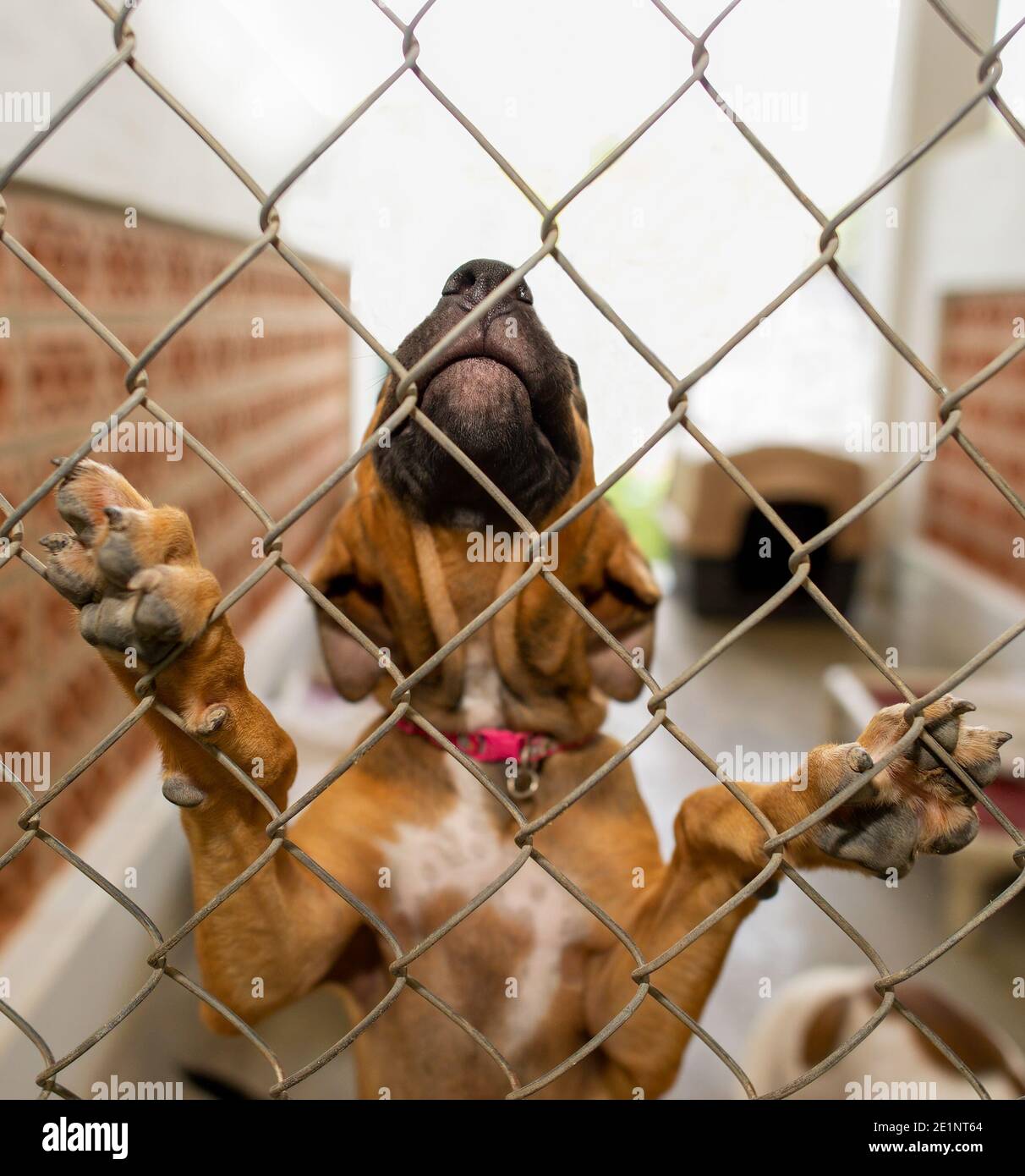 Un chien de refuge dans un refuge d'adoption est triste Par une clôture dans un format d'image vertical Banque D'Images