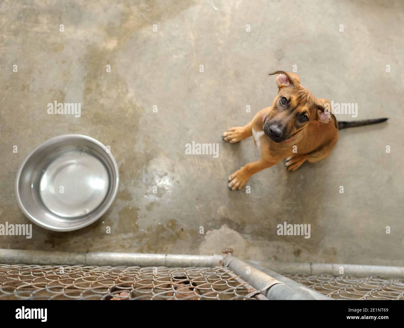 Un chien de refuge dans un refuge d'adoption est triste Recherche dans un format d'image vertical Banque D'Images