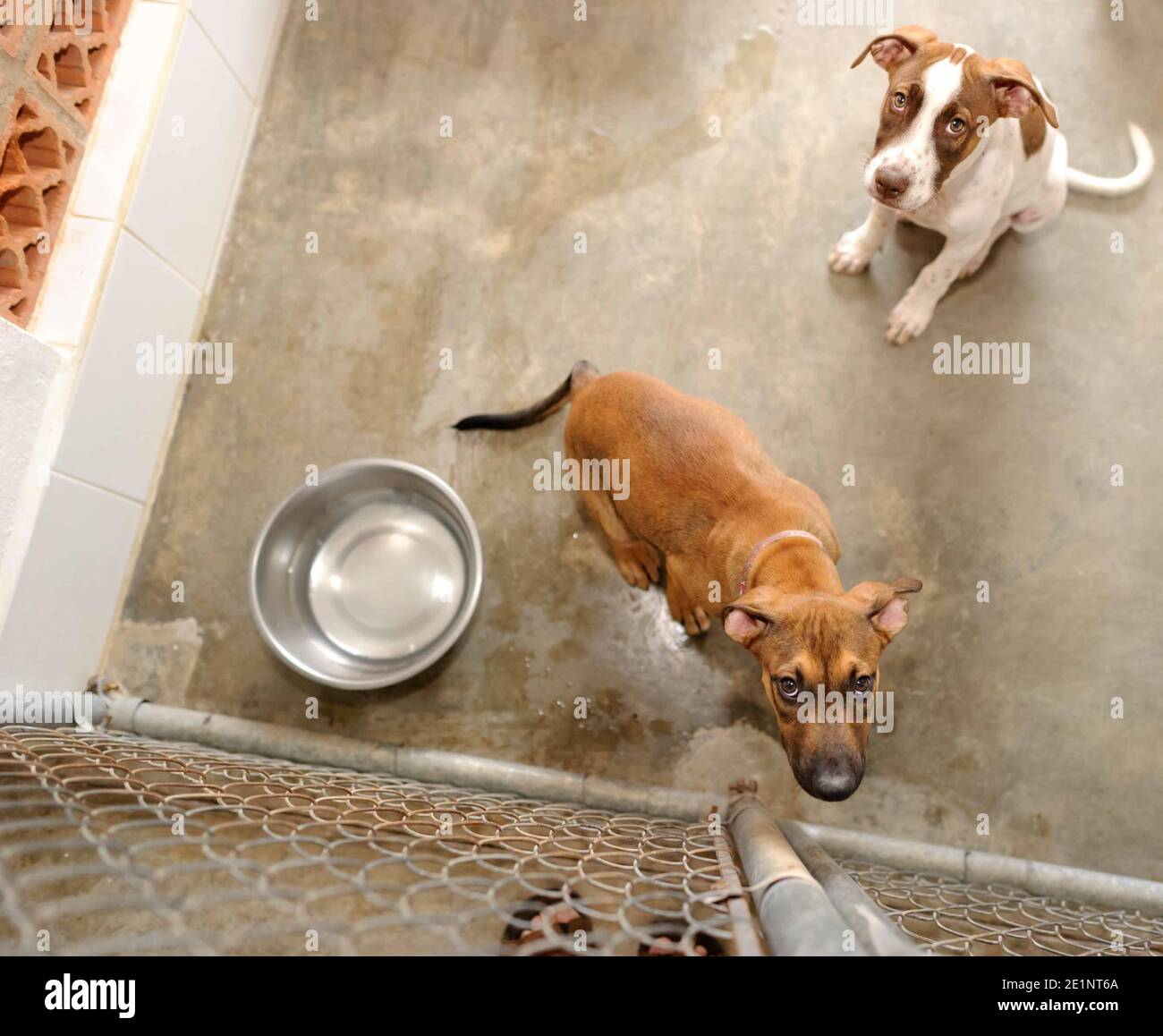 Un chien de refuge dans un refuge d'adoption est triste Recherche dans un format d'image vertical Banque D'Images