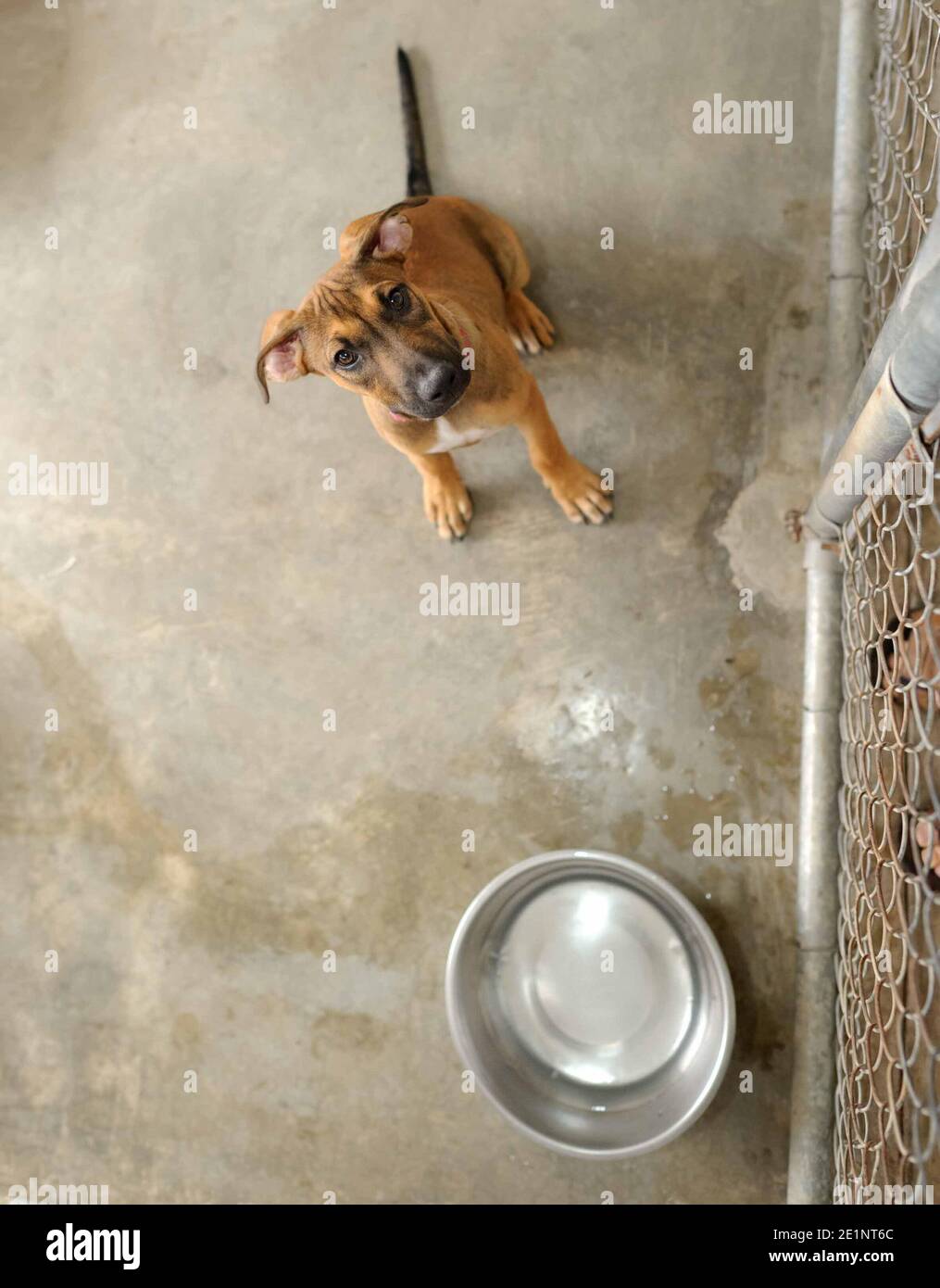 Un chien de refuge dans un refuge d'adoption est triste Recherche dans un format d'image vertical Banque D'Images