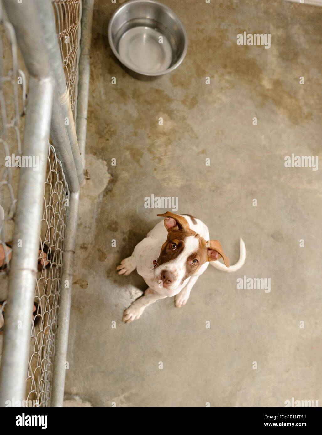 Un chien de refuge dans un refuge d'adoption est triste Recherche dans un format d'image vertical Banque D'Images