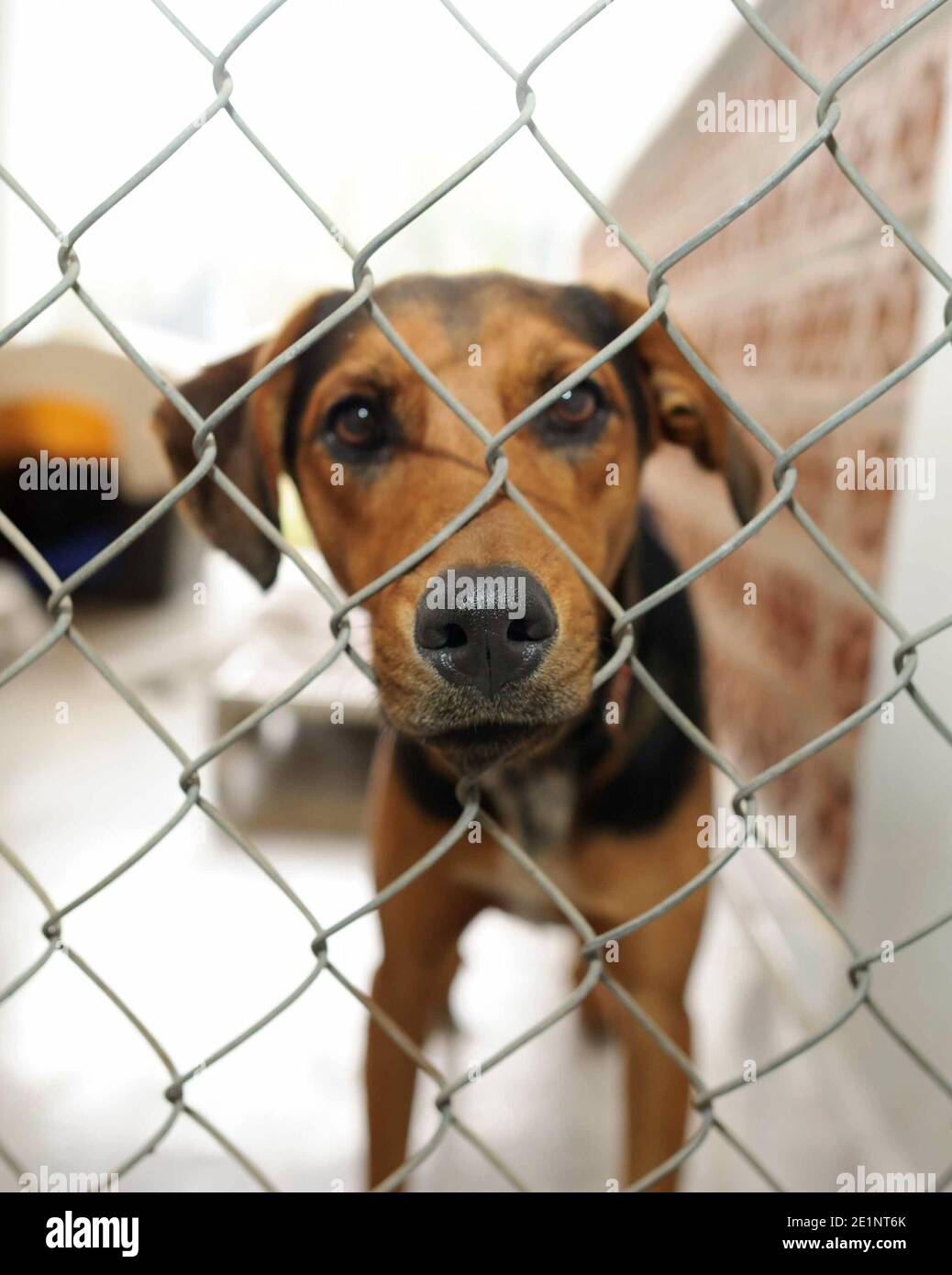 Un chien de refuge dans un refuge d'adoption est triste Par une clôture dans un format d'image vertical Banque D'Images
