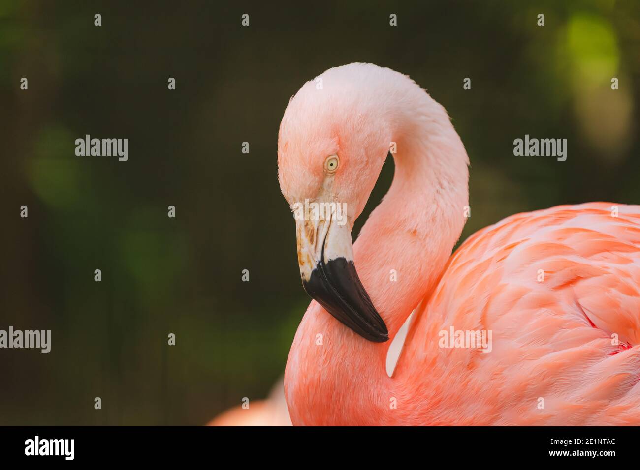 Portait d'un flamants roses chiliens, un oiseau de passage à gué de la famille des Phénicoptéridae Banque D'Images