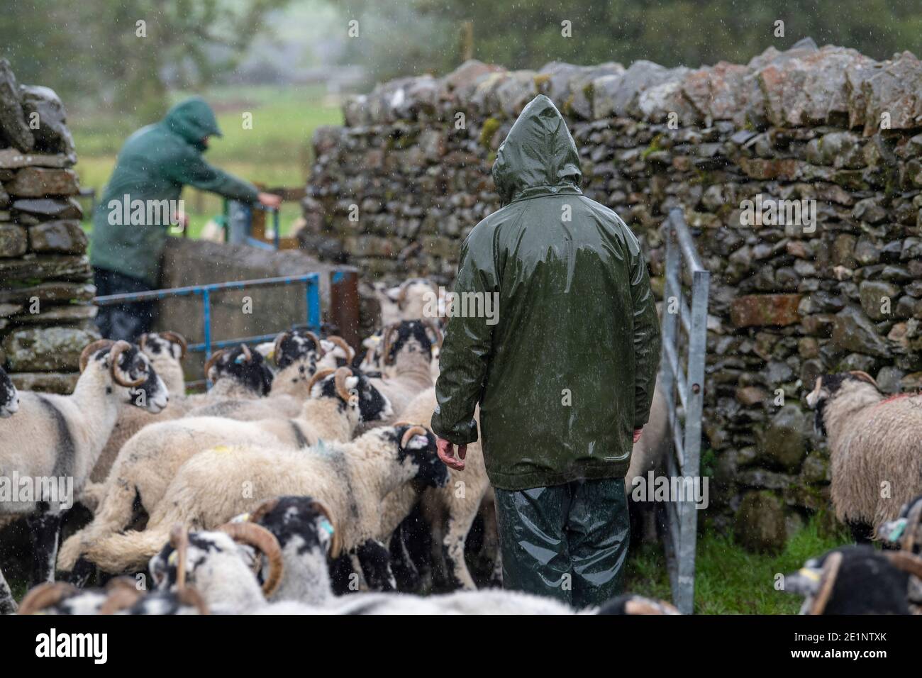 Rassemblement de moutons au large des collines de Howgill à Cumbria, une partie des « Dales occidentales » dans le parc national de Yorkshire Dales, Royaume-Uni. Banque D'Images