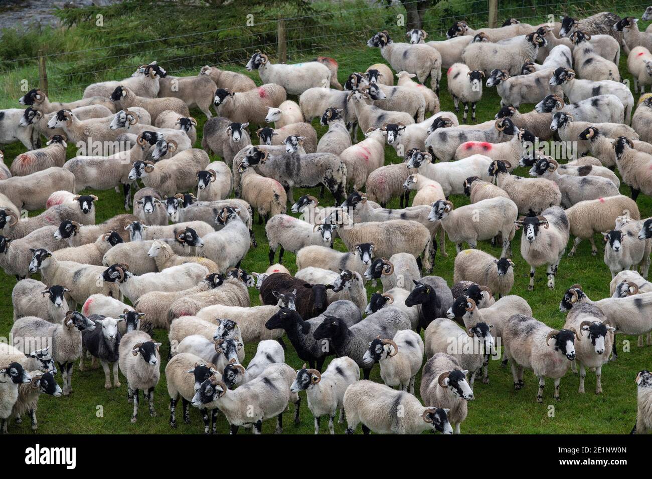 Rassemblement de moutons au large des collines de Howgill à Cumbria, une partie des « Dales occidentales » dans le parc national de Yorkshire Dales, Royaume-Uni. Banque D'Images