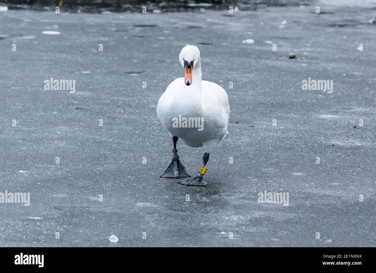 Une femelle mute de cygne (CoB) uk marchant à travers un lac gelé. Banque D'Images