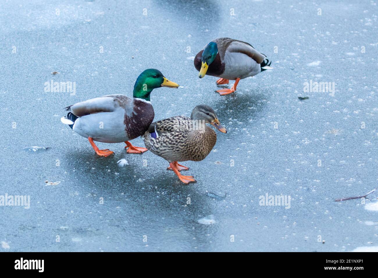 Canards colverts marchant sur un lac gelé. Banque D'Images