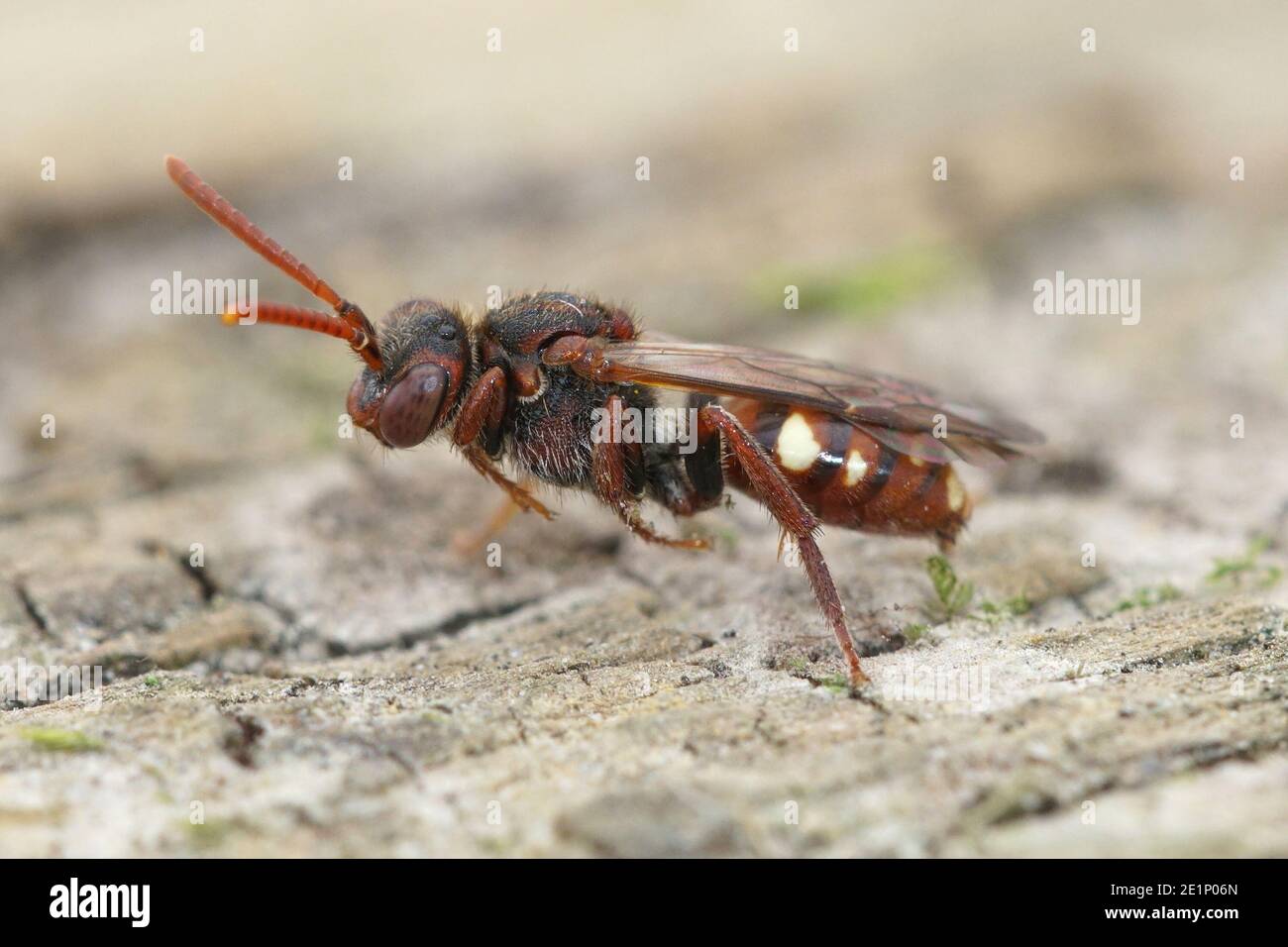L'abeille Nomada à ourson est une espèce de cleptoparasite plutôt petite qui abrite les nids de la petite abeille minière à bancs de sable, Andrena argentata Banque D'Images