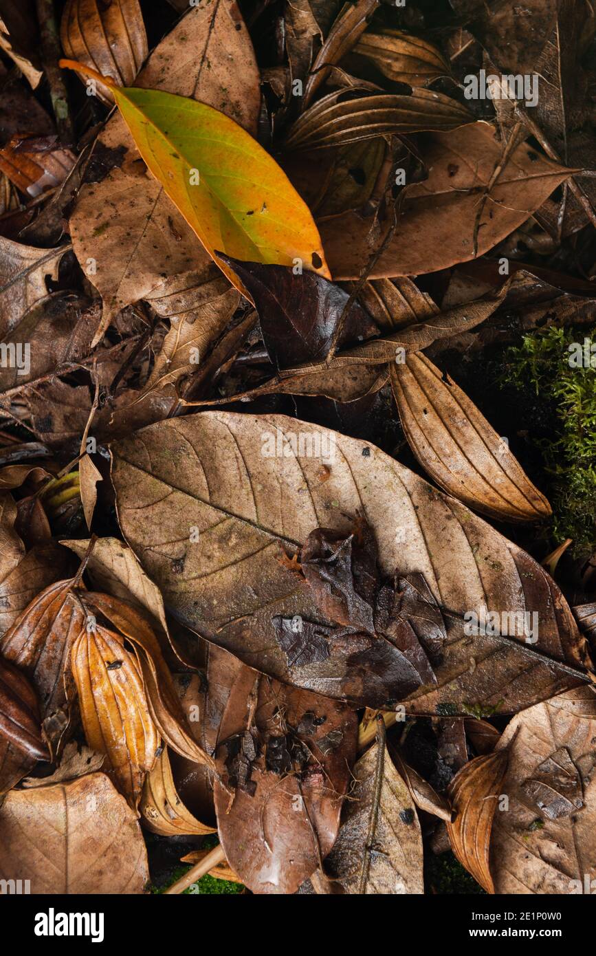 Une grenouille à cornes (Proceratophrys boiei) Camouflage sur la litière de leat dans la forêt tropicale de l'Atlantique de Se Brésil Banque D'Images