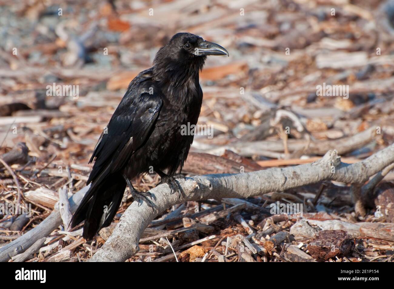 Corbeau noir dans l'Oregon, États-Unis Banque D'Images