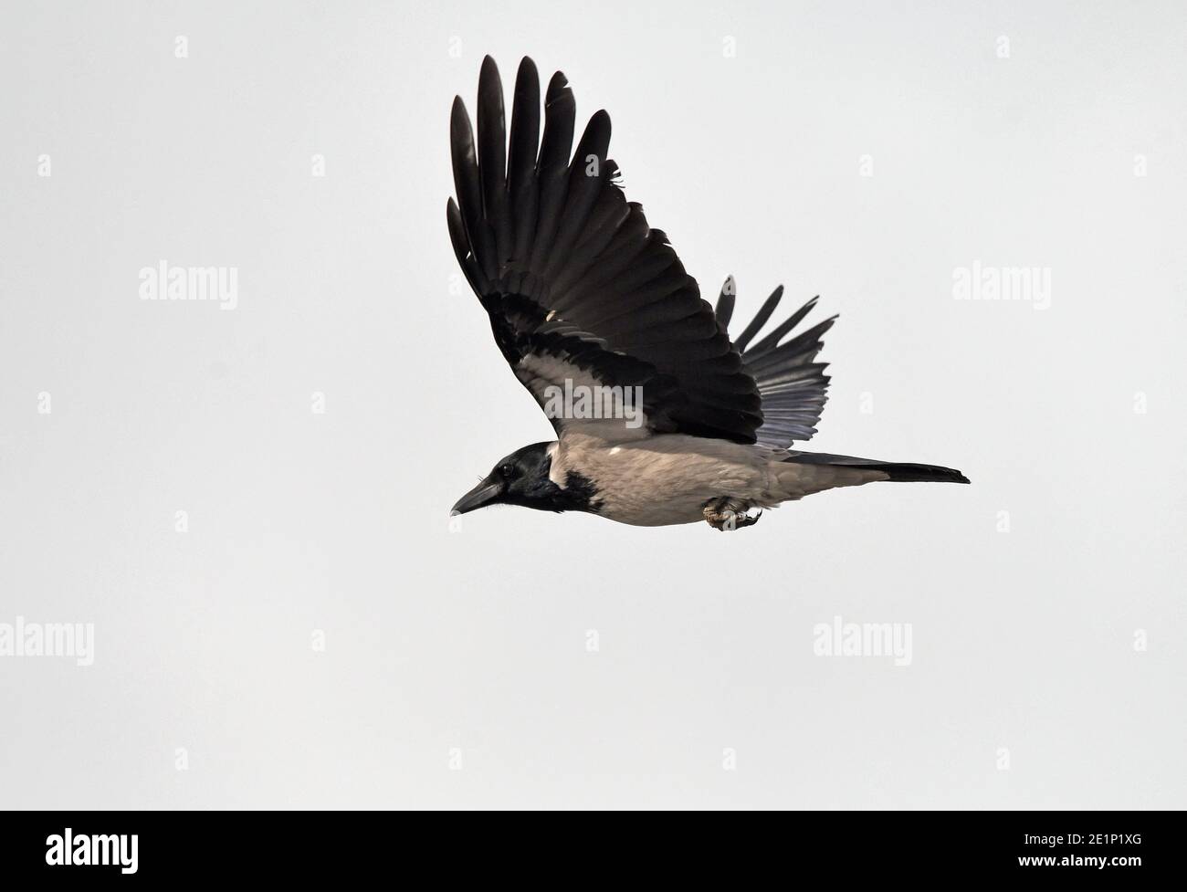 Hooded crow flying Banque D'Images