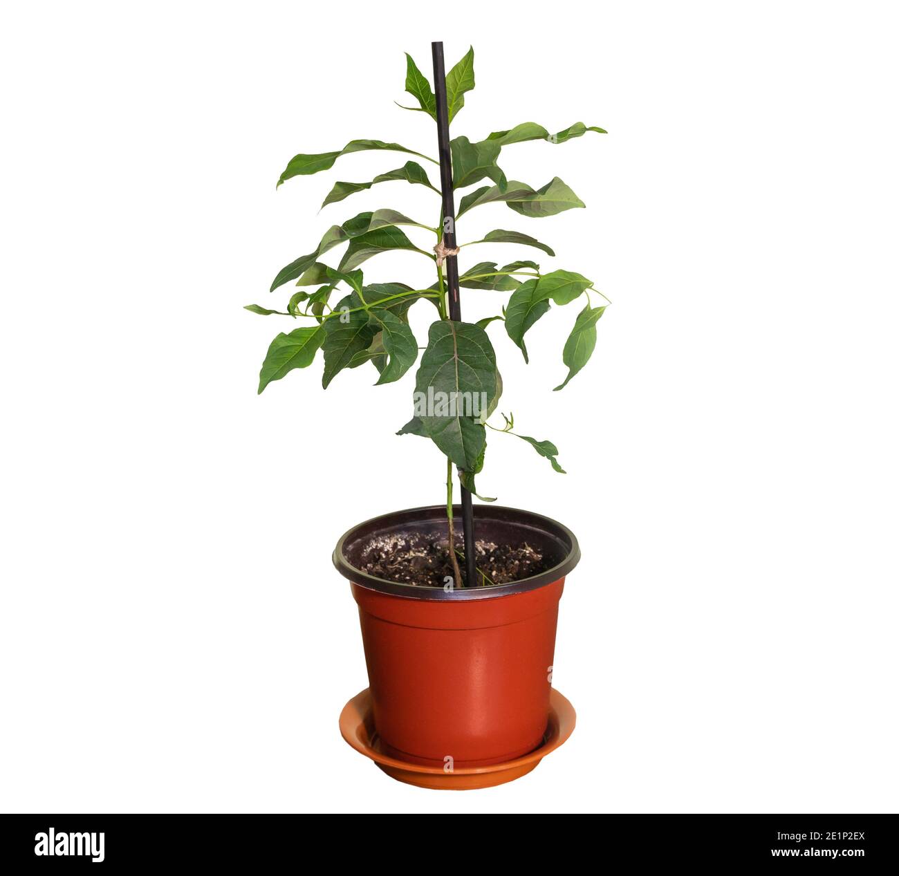 Petit eucalyptus en pot isolé sur fond blanc. Comment cultiver l'eucalyptus  à la maison concept Photo Stock - Alamy