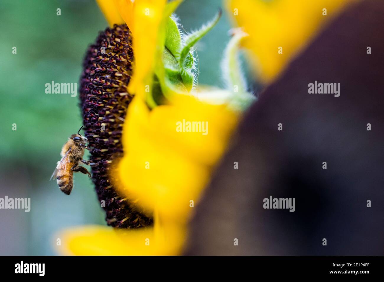 L'abeille pollinise le tournesol dans une chaude soirée d'été à Washington Banque D'Images