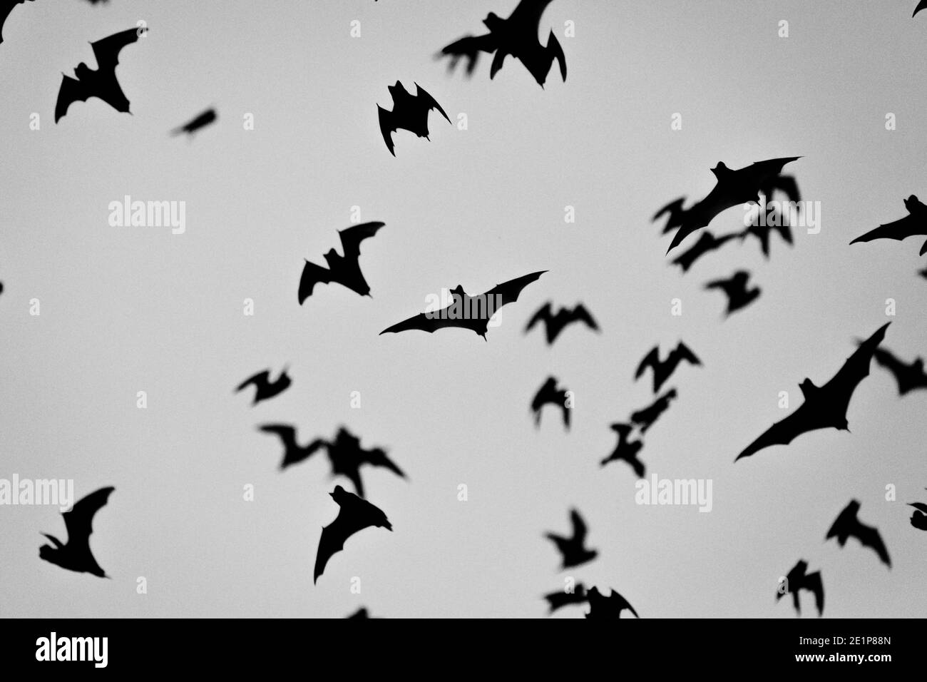 Chauves-souris dans les airs à Zotz Bats grotte attraction touristique locale à Calakmul, Mexique à l'aube Banque D'Images