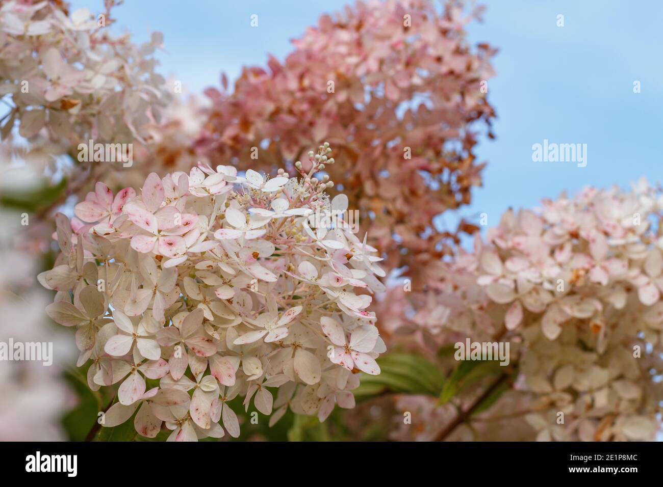 Un gros plan d'un bouquet de petites fleurs blanches et cueillez des fleurs sur le fond bleu clair du ciel. Photo de haute qualité, fleurs printanières comme la sakura, une masse de fleurs sur un Bush, idée de pureté, beauté dans la nature Banque D'Images