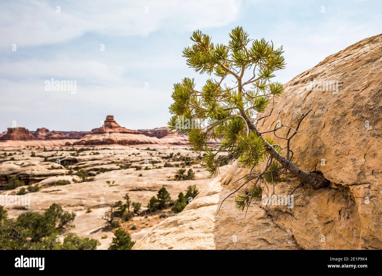 Nature, lutte, trouver un chemin. Un arbre pousse du côté d'une falaise de grès. The Needles, Parc national de Canyonlands, Utah, États-Unis. Banque D'Images