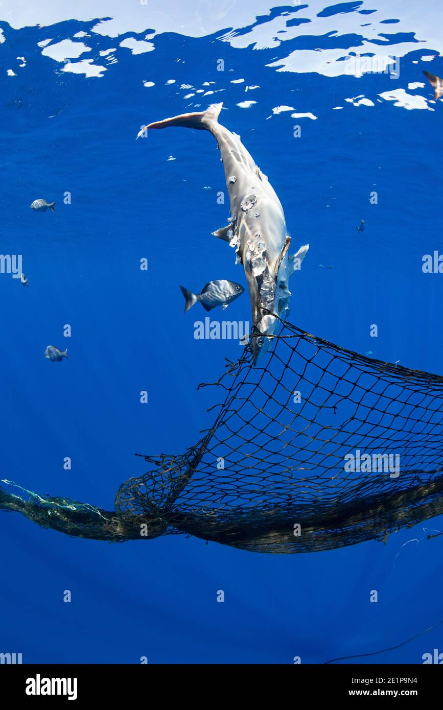 Requin soyeux juvénile mort, Carcharhinus falciformis, enroulés dans un filet de pêche abandonné ( filet fantôme ) lié à une FAD maison, Kona, Hawaii Banque D'Images