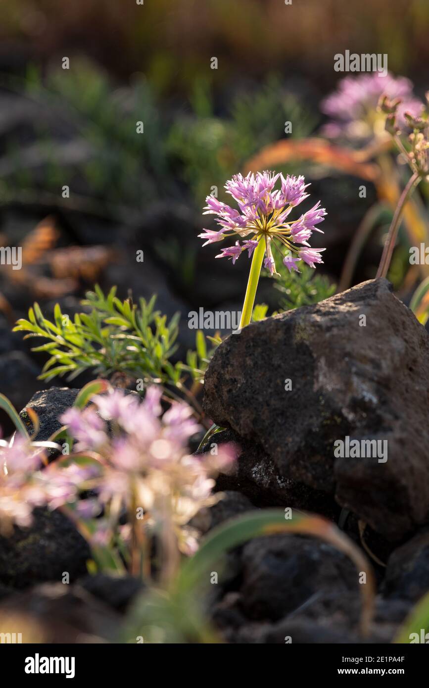 Oignon sauvage en fleur dans la prairie Zumwalt de l'Oregon. Banque D'Images
