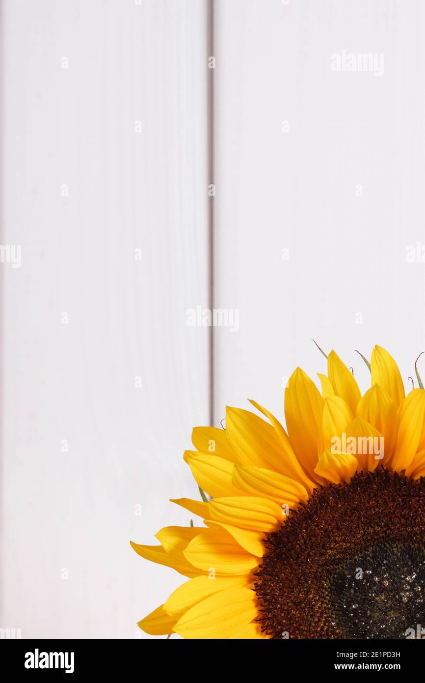 Location Tournesol Géant Pour Vos événements à Lille Et Paris - Décoration Pâques