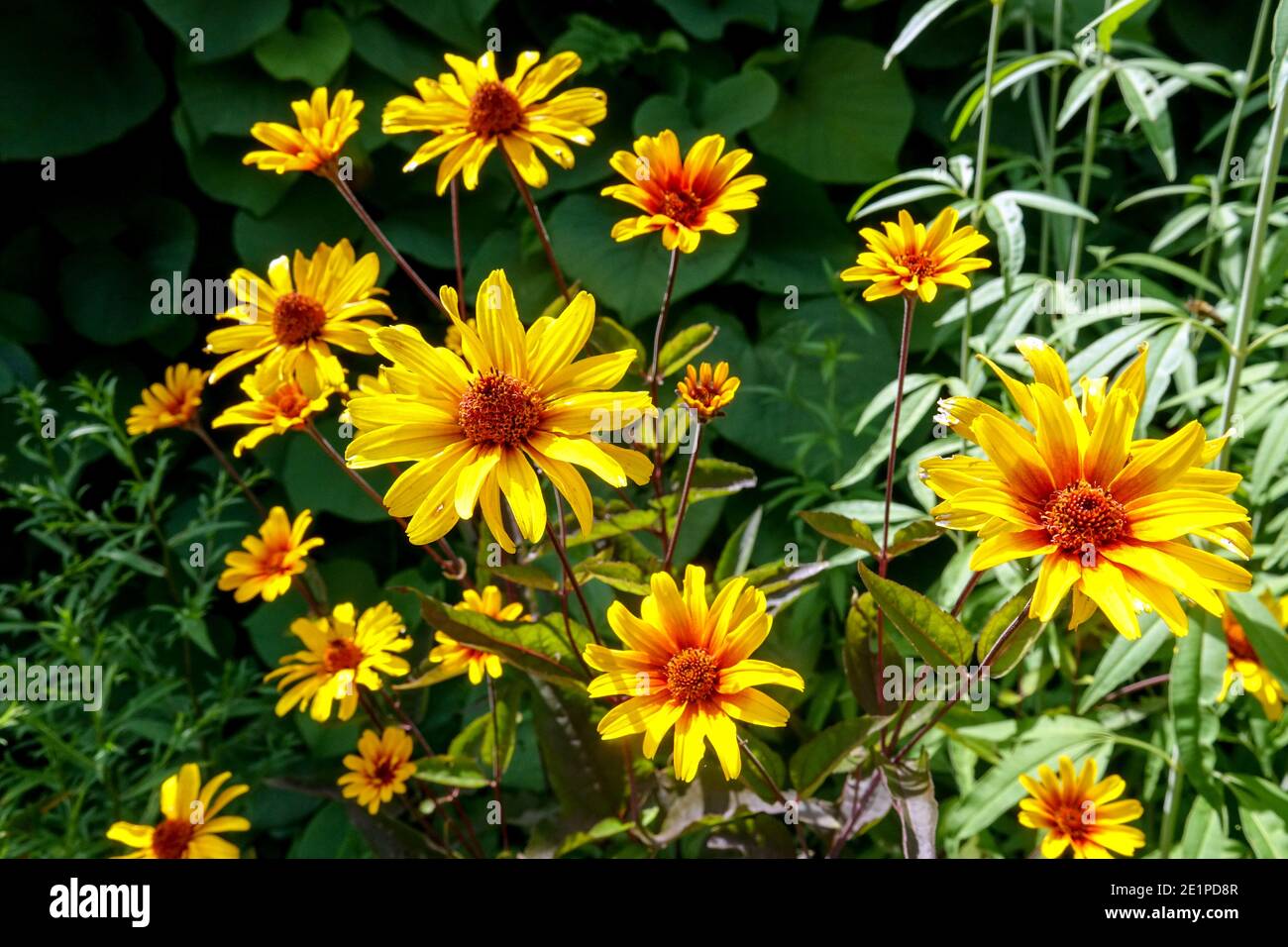 Heliopsis 'Burning Hearts' False Sunflowers Banque D'Images