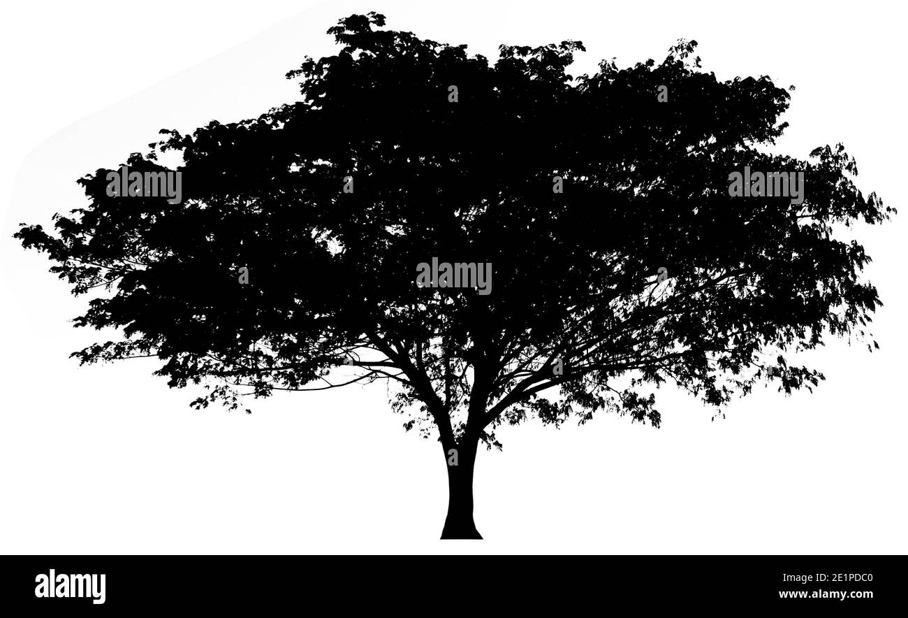illustration de la silhouette d'arbre pour la forme Banque D'Images