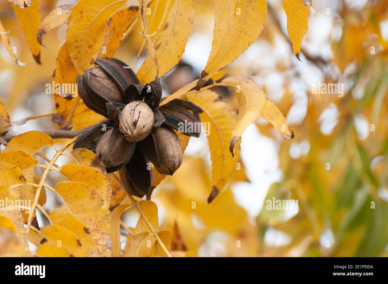 Pacanes sur un arbre dans un verger de pacanes Banque D'Images